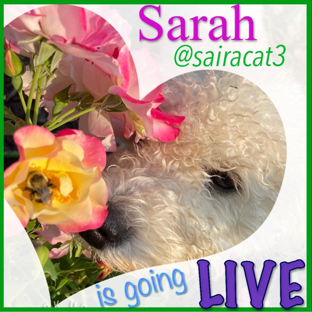@SairaCat3 is going LIVE 🎉👀😎